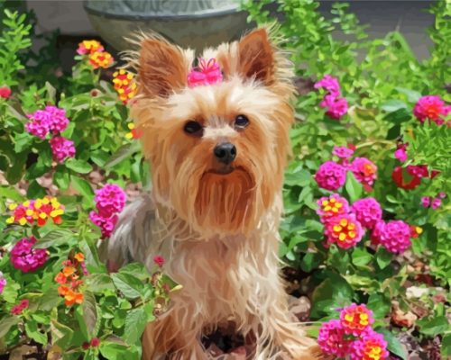 Yorkshire Terrier And Flowers Paint By Number