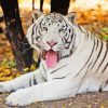 Albino Tiger Paint By Numbers