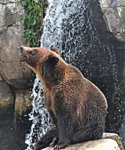 Bear In Waterfall Paint By Number