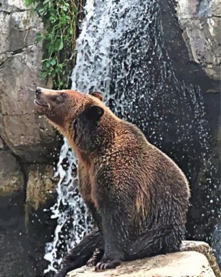 Bear In Waterfall Paint By Number