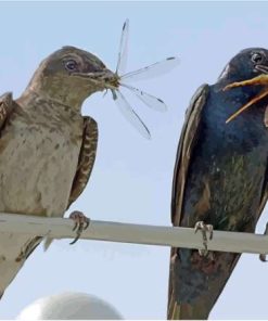 Birds And Dragonfly Paint By Number