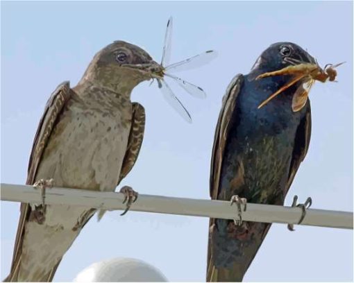 Birds And Dragonfly Paint By Number