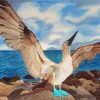 Blue Footed Boobie Paint By Number