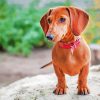 Brown Mini Dachshund Paint By Numbers