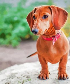 Brown Mini Dachshund Paint By Numbers