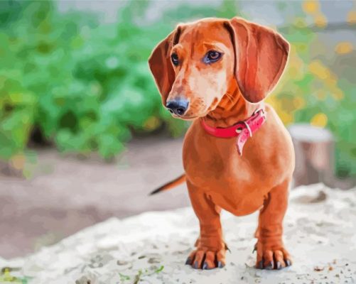 Brown Mini Dachshund Paint By Numbers