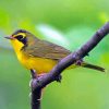 Cool Kentucky Warbler Paint By Numbers