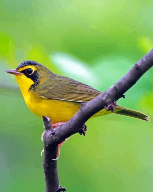 Cool Kentucky Warbler Paint By Numbers