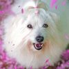 Cute Cotton Tulear Paint By Numbers