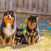 Cute Finnish Lapphunds Paint By Numbers