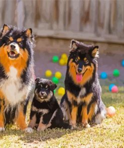 Cute Finnish Lapphunds Paint By Numbers