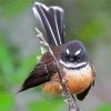 Cute New Zealand Fantail Paint By Numbers