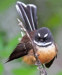 Cute New Zealand Fantail Paint By Numbers