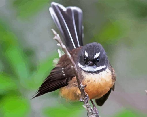 Cute New Zealand Fantail Paint By Numbers