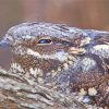 Cute Nightjars Paint By Numbers