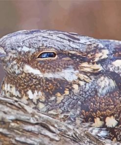 Cute Nightjars Paint By Numbers