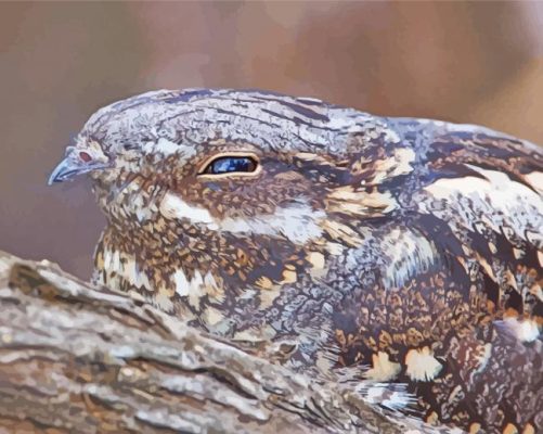 Cute Nightjars Paint By Numbers