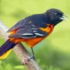 Cute Orchard Oriole Paint By Number