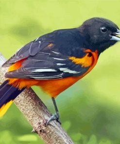 Cute Orchard Oriole Paint By Number