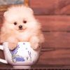 Cute Teacup Dog Paint By Numbers