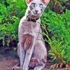 Cute Oriental Shorthair Paint By Number