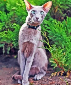 Cute Oriental Shorthair Paint By Number