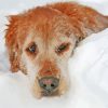 Dog In Snow Paint By Number