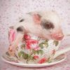 Flowering Teacup Pig Paint By Numbers