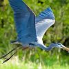 Flying Blue Crane Paint By Numbers