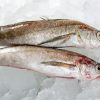 Frozen Hake Fishes Paint By Number