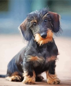 Wire Haired Dachshund Paint By Number