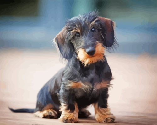 Wire Haired Dachshund Paint By Number