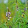 Aloysia Flowers Paint By Numbers