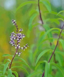 Aloysia Flowers Paint By Numbers