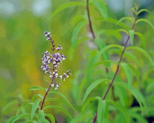 Aloysia Flowers Paint By Numbers