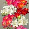 Blooming Freesia Flowers Paint By Number