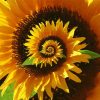 Blooming Spiral Sunflower Paint By Number