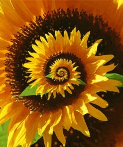 Blooming Spiral Sunflower Paint By Number