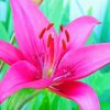 Blooming Pink Lily Paint By Numbers