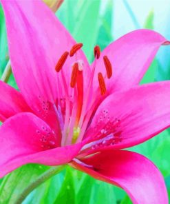 Blooming Pink Lily Paint By Numbers