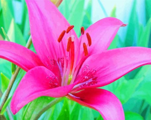 Blooming Pink Lily Paint By Numbers