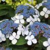 Bluebird Hydrangeas Paint By Numbers