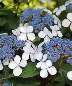 Bluebird Hydrangeas Paint By Numbers