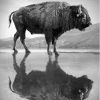 Buffalo Reflection Paint By Number