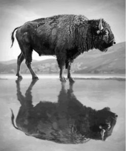 Buffalo Reflection Paint By Number