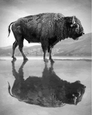 Buffalo Reflection Paint By Number