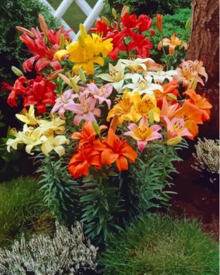 Colorful Lilies Paint By Number