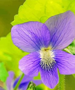 Common Blue Violet Paint By Numbers