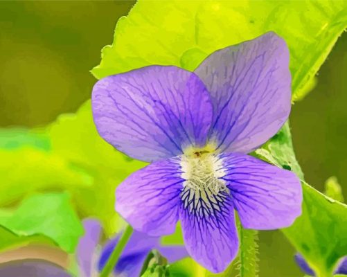 Common Blue Violet Paint By Numbers