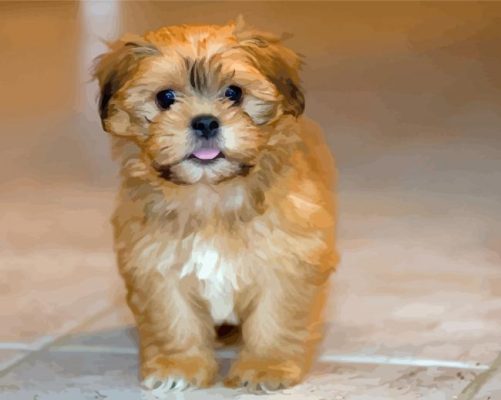 Shih Tzu Bichon Paint By Number